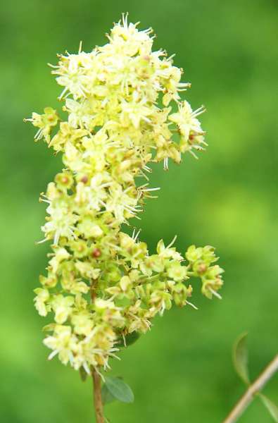 Khadi mittelbraun: Entdecke die Schönheit natürlicher Farben