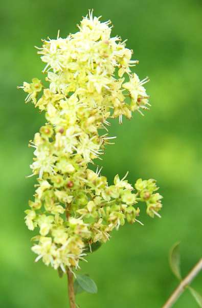 Khadi Goldbraun – Sanfte Farbpracht ohne Chemie!