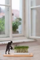 Vorschau: Kresseschale smart n green Kresse ziehen auf der Fensterbank Vorschau: Kresseschale smart n green Kresse ziehen auf der Fensterbank