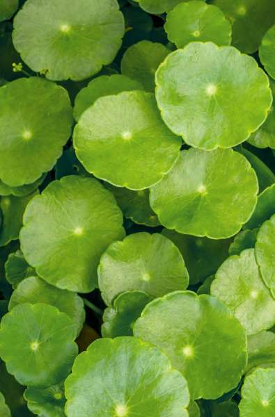 Khadi Color Care ayurvedisches Haaröl: fixiert und schützt