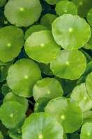 Vorschau: Khadi Color Care ayurvedisches Haaröl: fixiert und schützt Vorschau: Khadi Color Care ayurvedisches Haaröl: fixiert und schützt